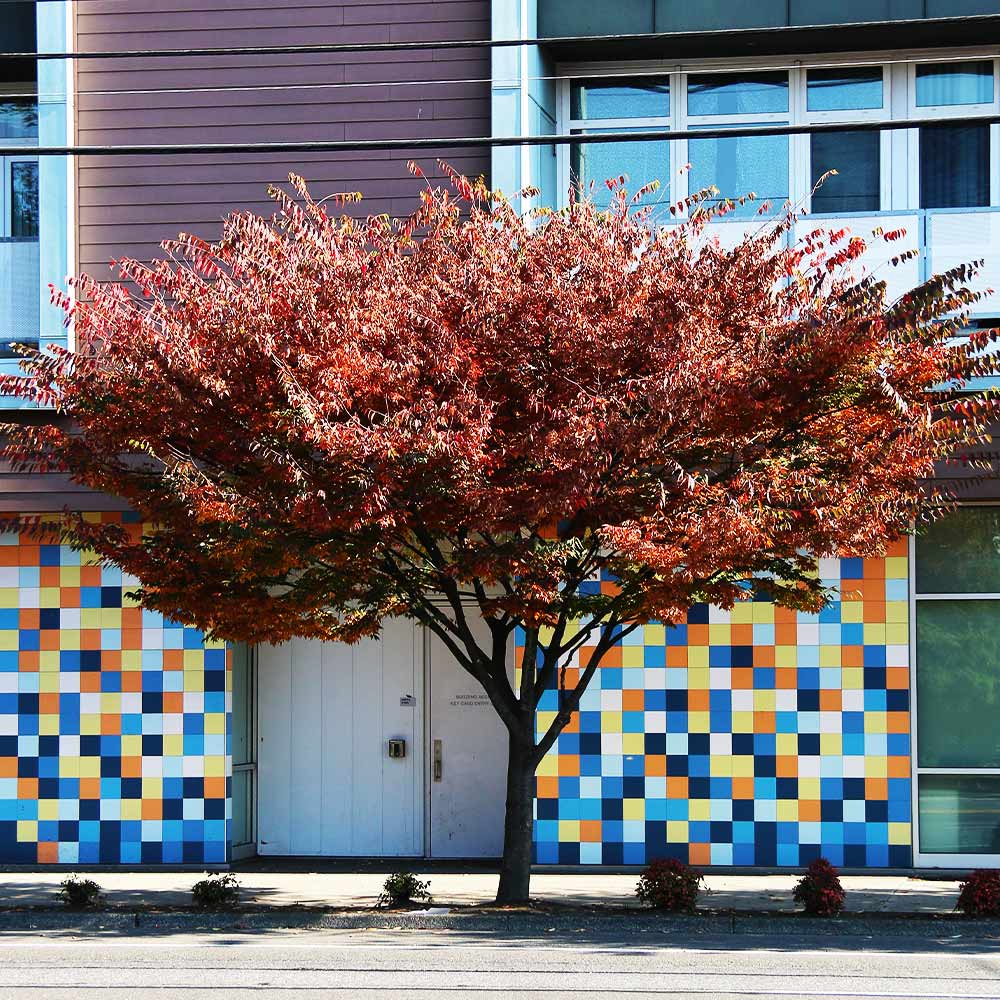 Wireless® Zelkova Tree - Image 2