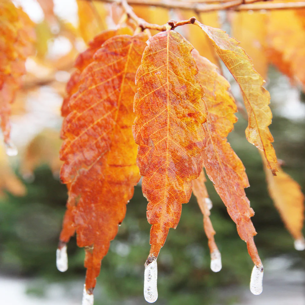Wireless® Zelkova Tree - Image 3