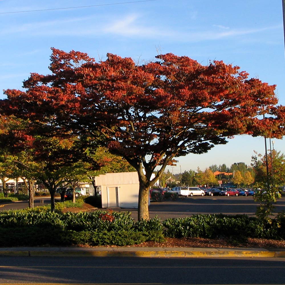 Wireless® Zelkova Tree - Image 4