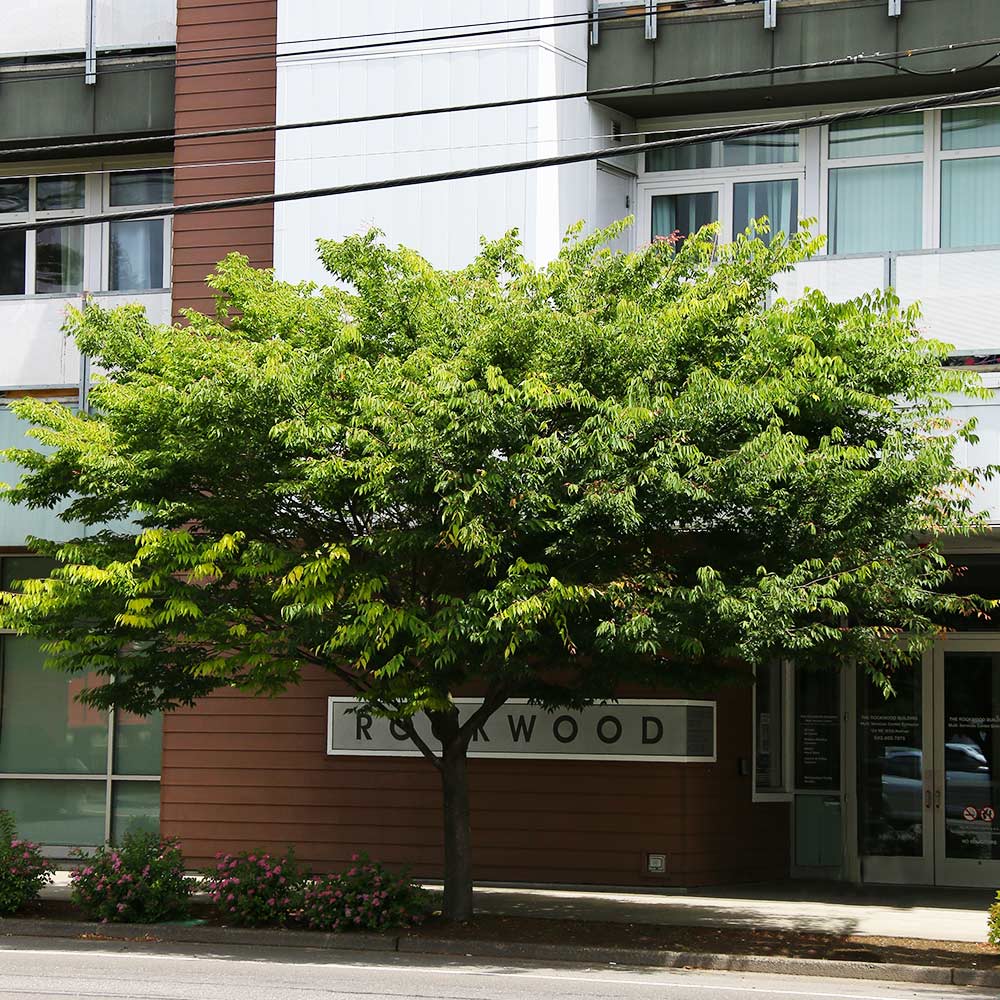Wireless® Zelkova Tree - Image 5