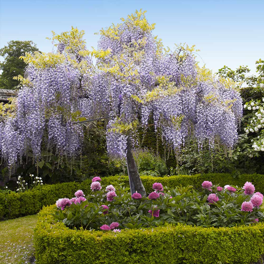 Wisteria Tree - Image 3