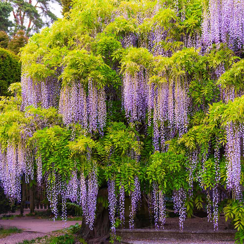 Wisteria Tree - Image 4