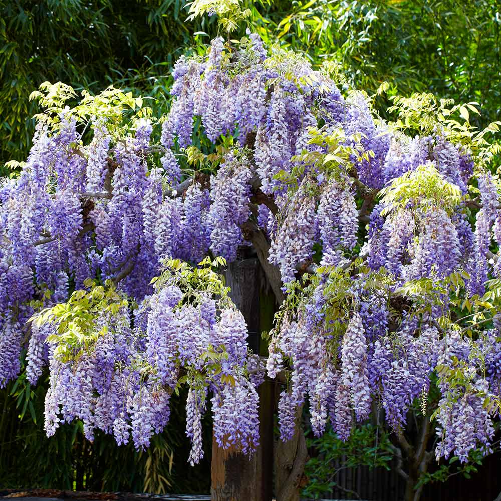 Wisteria Tree - Image 5
