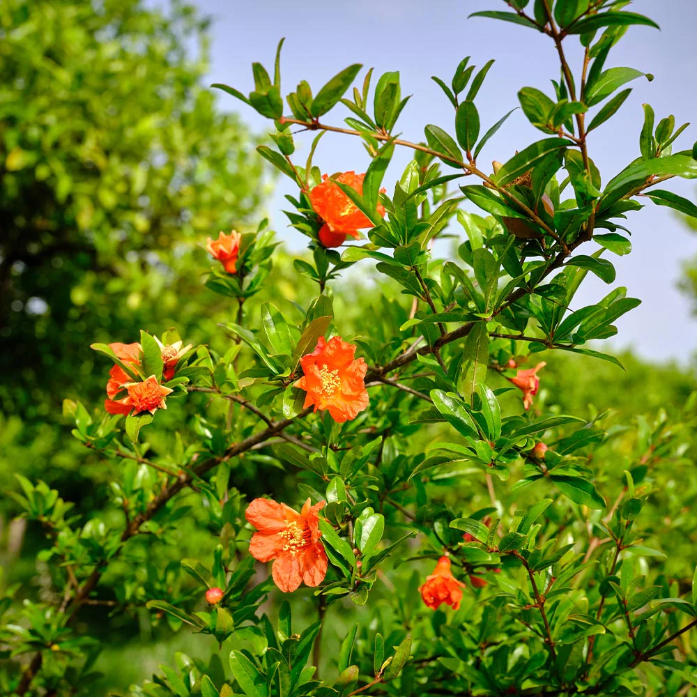 Wonderful Pomegranate Tree - Image 4
