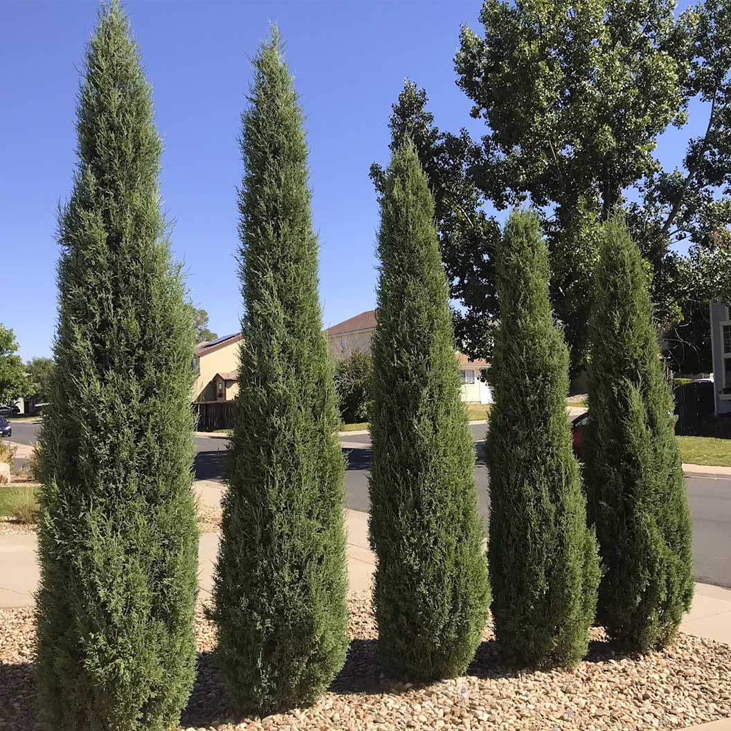 Woodward Juniper Tree - Image 2