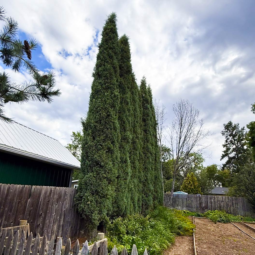 Woodward Juniper Tree - Image 3