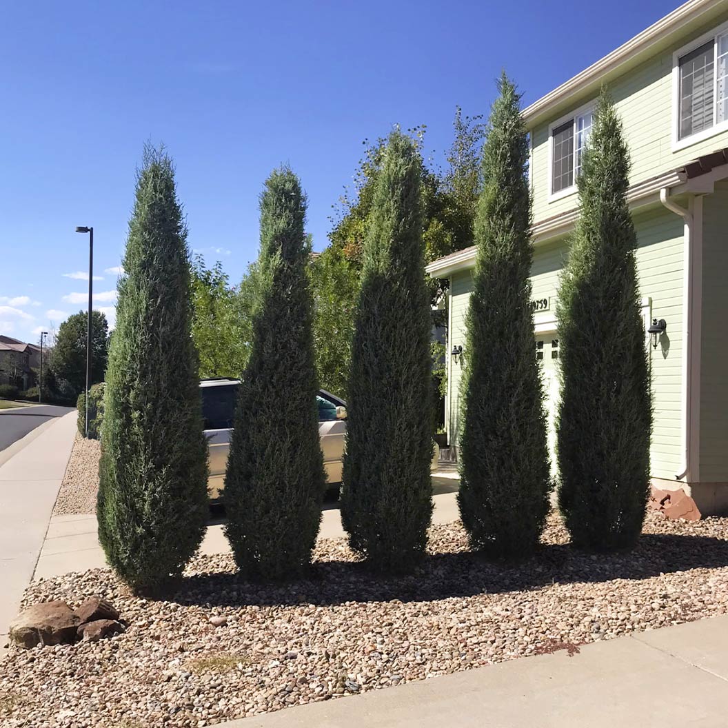 Woodward Juniper Tree - Image 4