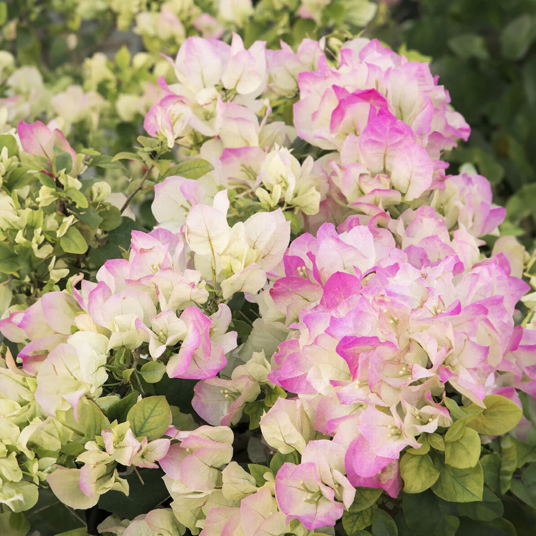 Yani's Delight Bougainvillea - Image 2