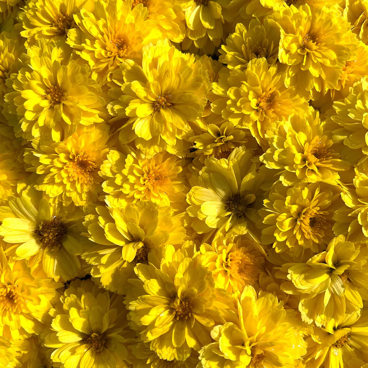 Yellow Belgian Mums® - Image 10
