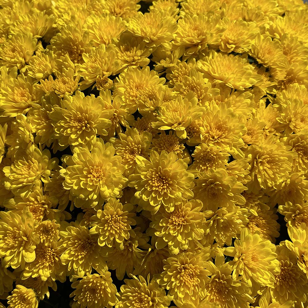 Yellow Belgian Mums® - Image 11