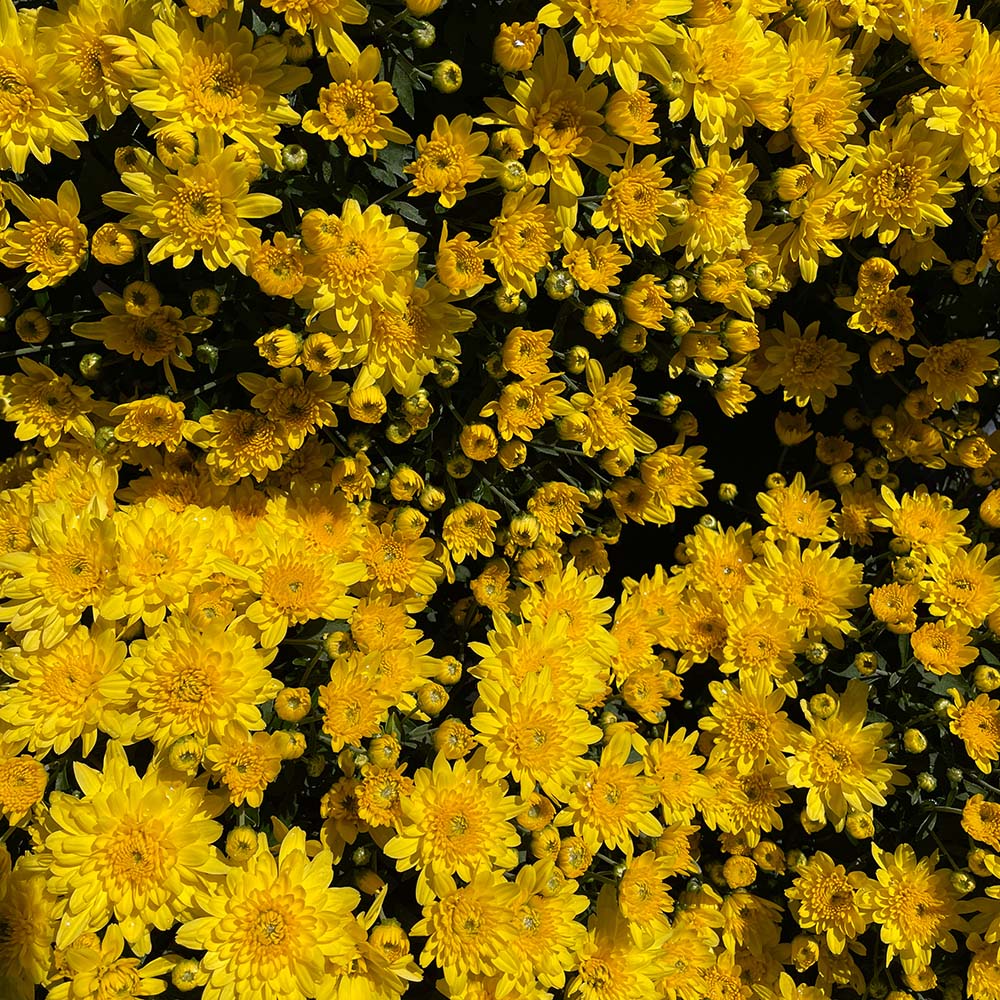 Yellow Belgian Mums® - Image 12