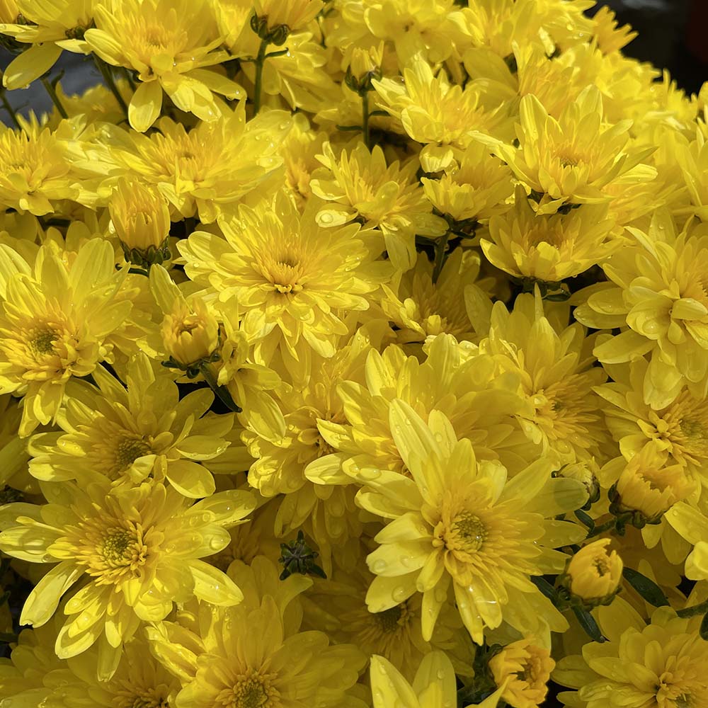 Yellow Belgian Mums® - Image 13