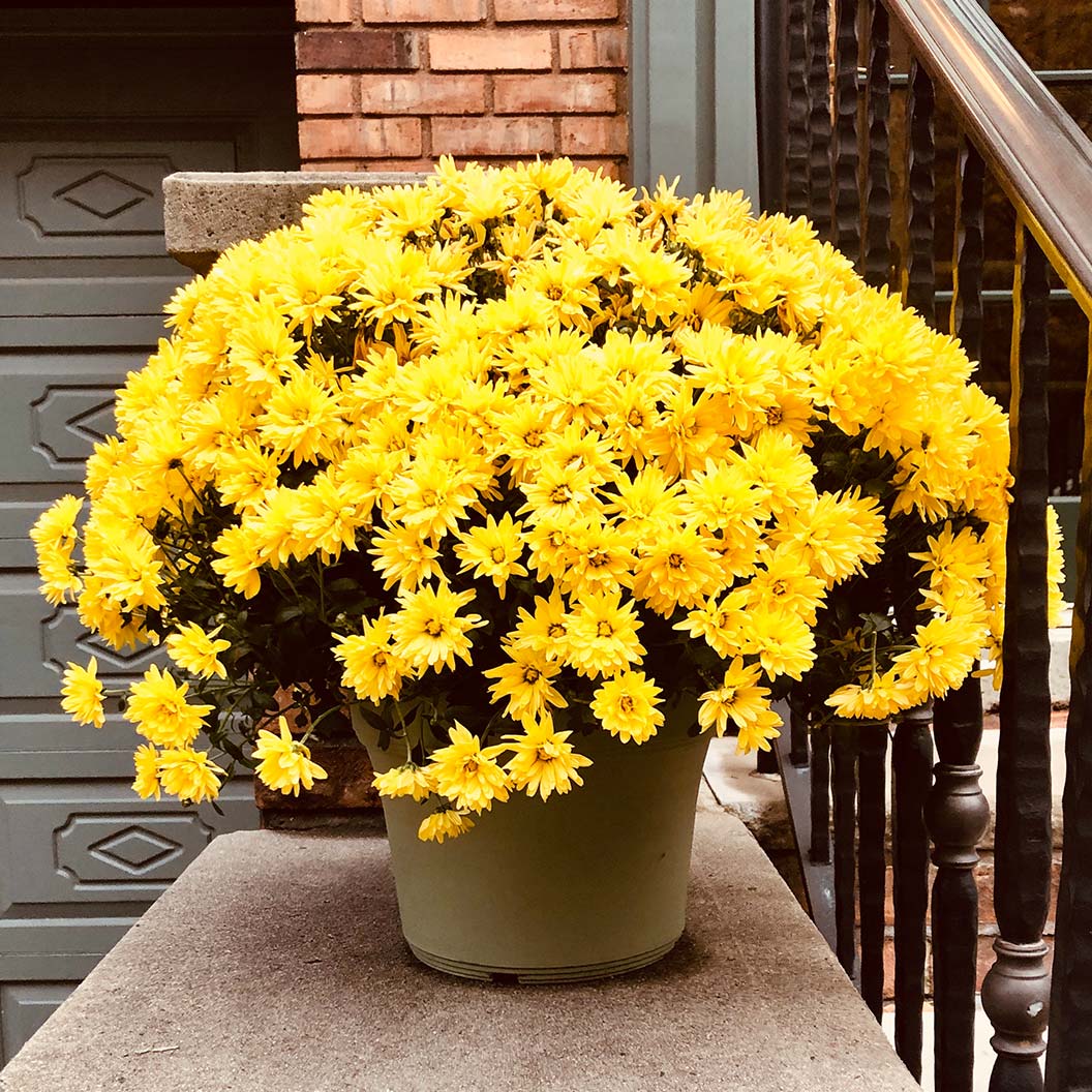 Yellow Belgian Mums® - Image 2