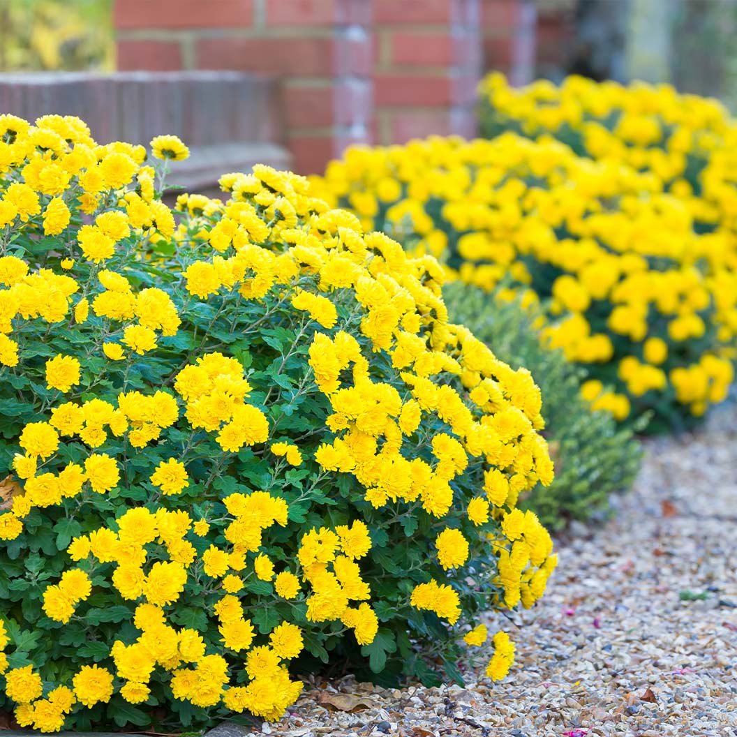 Yellow Belgian Mums® - Image 3