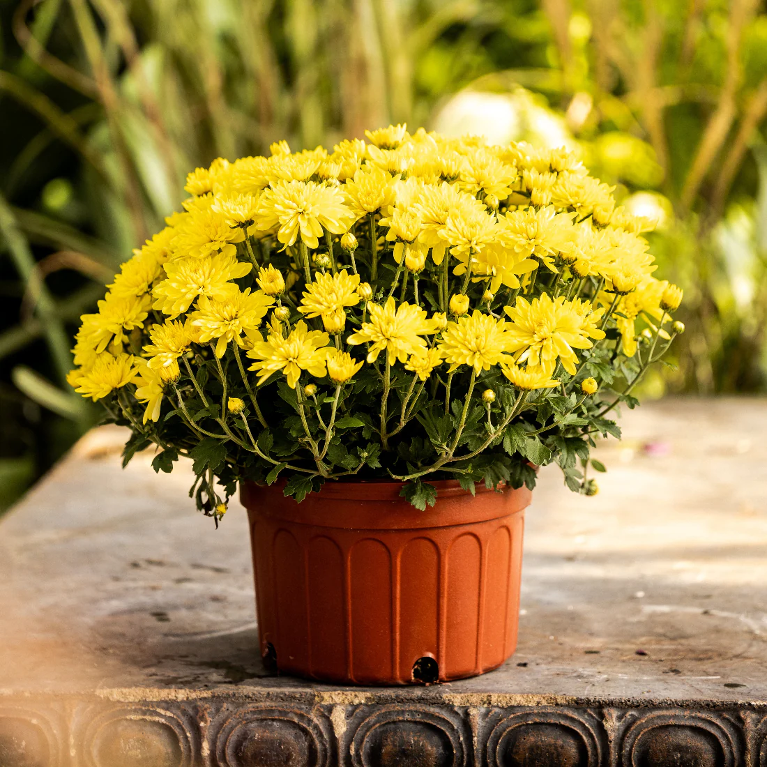 Yellow Belgian Mums® - Image 4