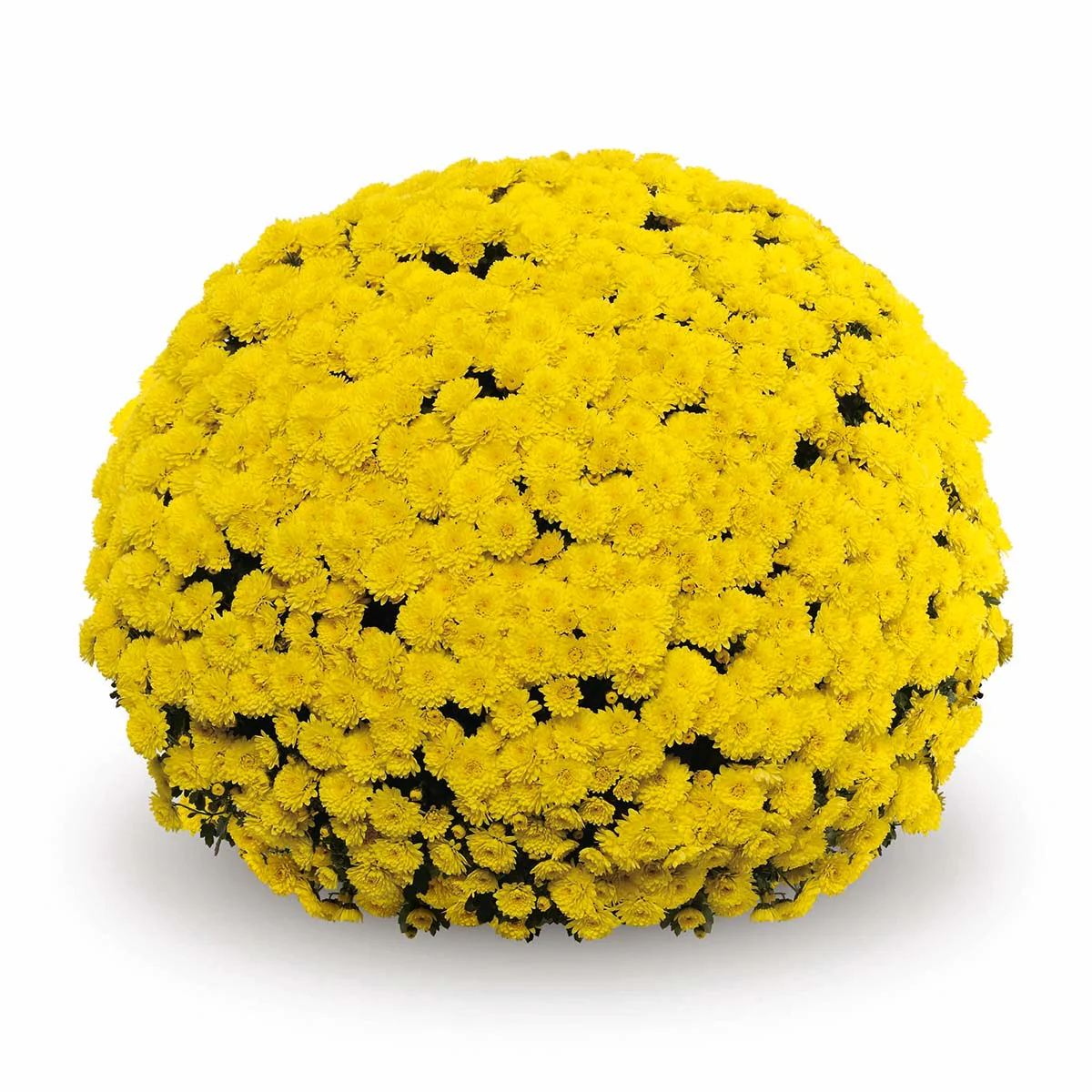 Yellow Belgian Mums® - Image 5