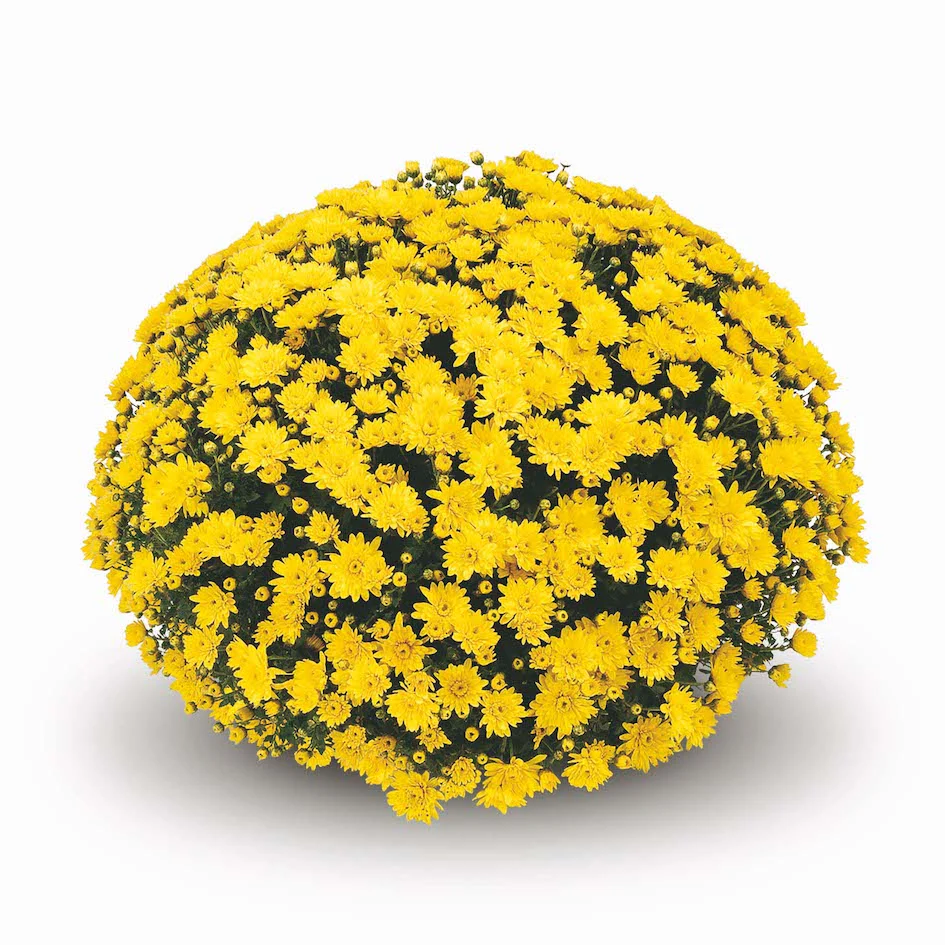 Yellow Belgian Mums® - Image 6