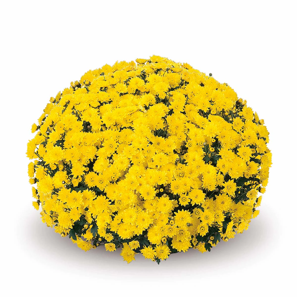 Yellow Belgian Mums® - Image 7