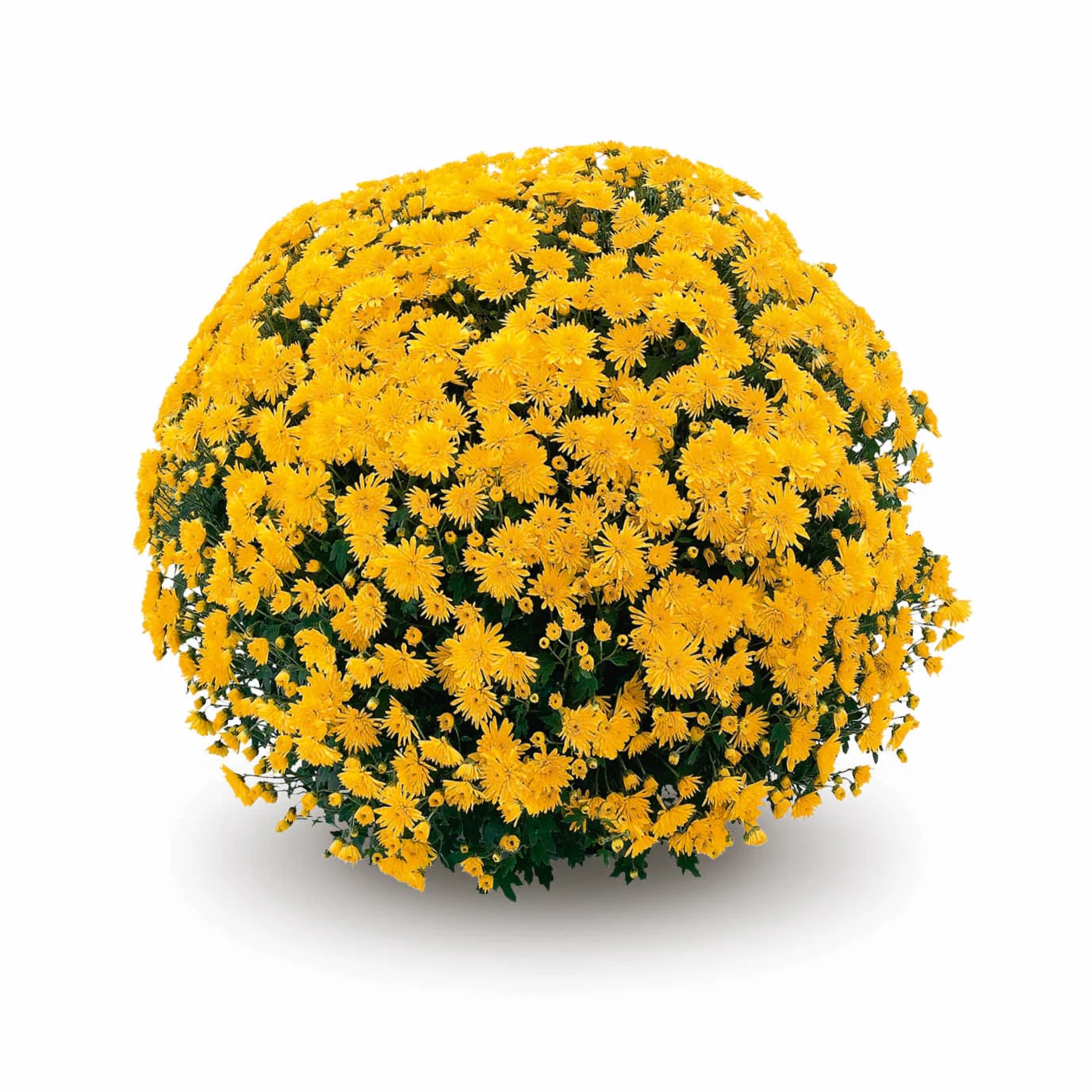 Yellow Belgian Mums® - Image 8
