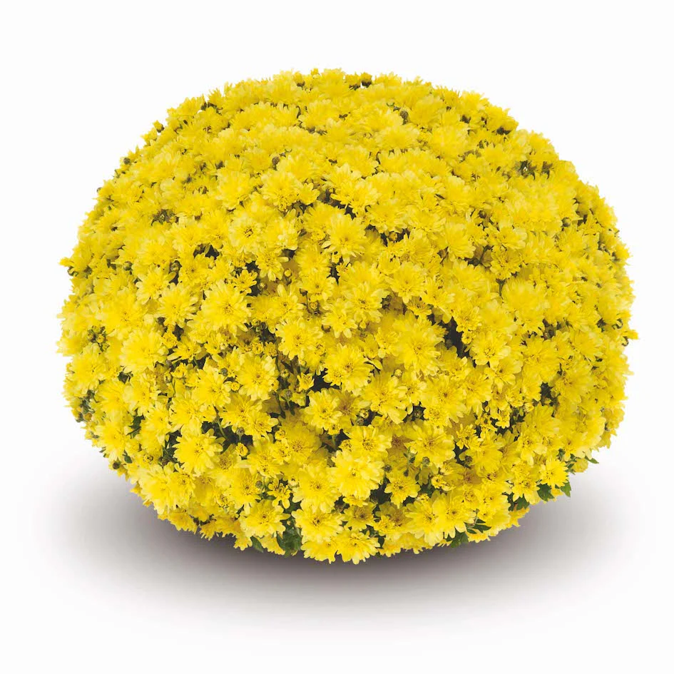 Yellow Belgian Mums® - Image 9