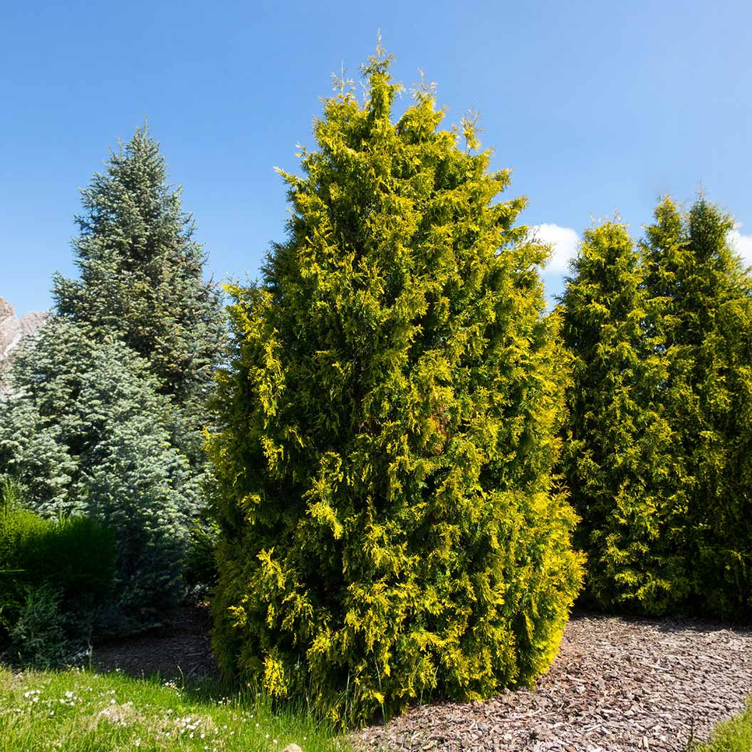 Yellow Ribbon Arborvitae Tree - Image 2