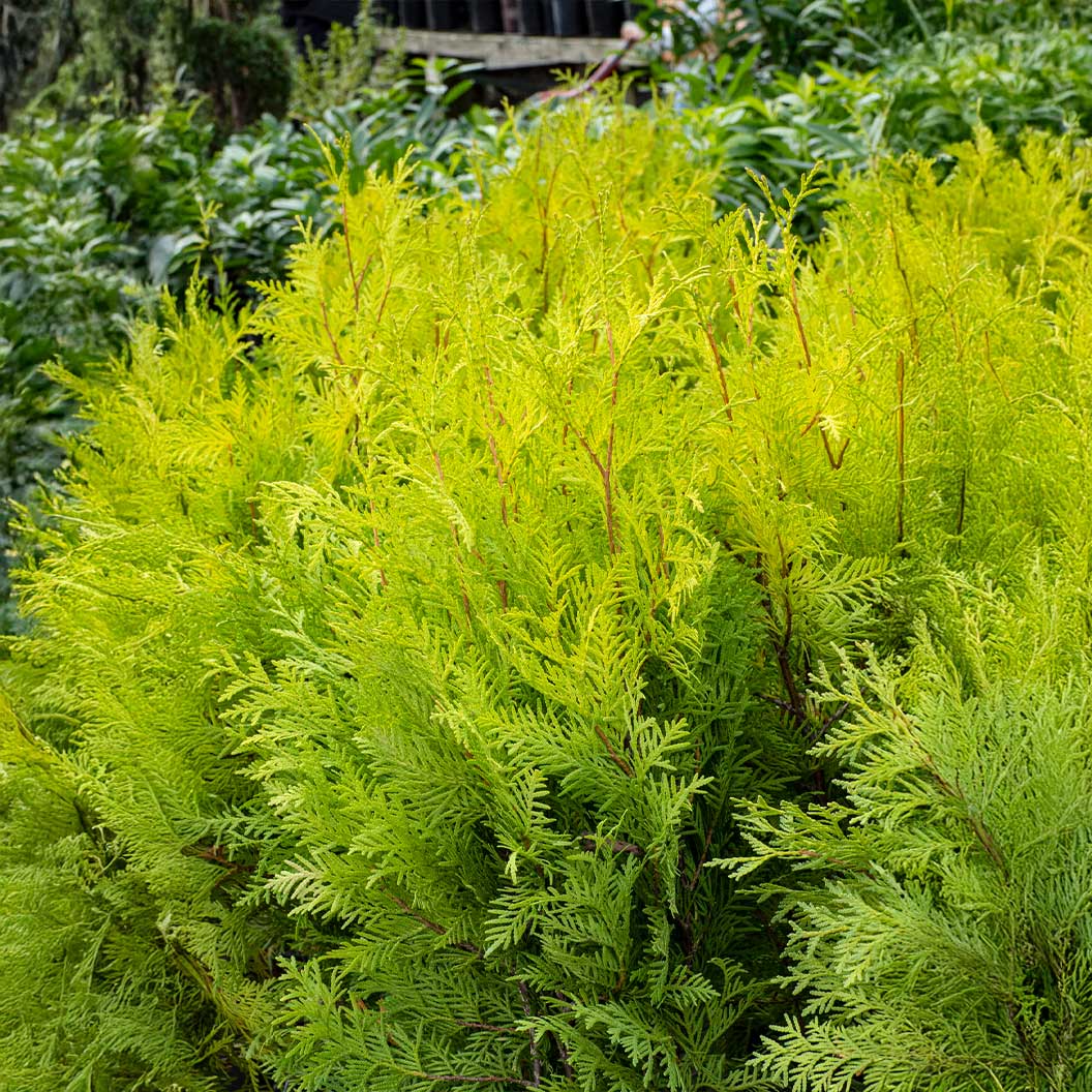 Yellow Ribbon Arborvitae Tree - Image 3
