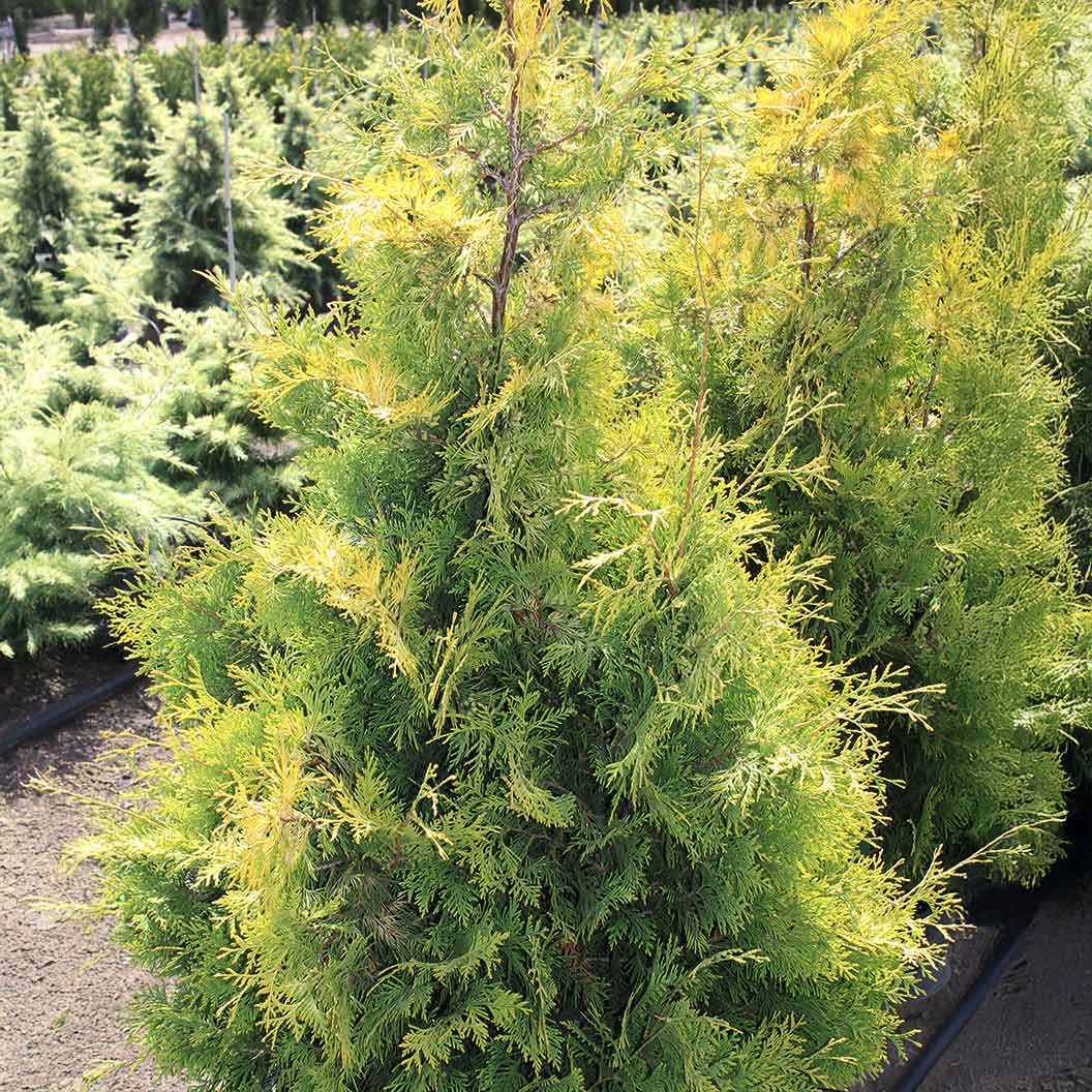 Yellow Ribbon Arborvitae Tree - Image 4