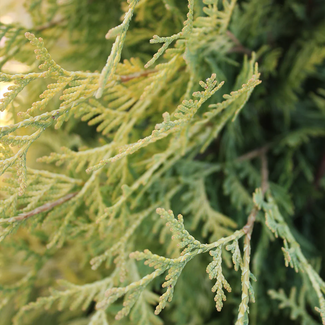 Yellow Ribbon Arborvitae Tree - Image 5