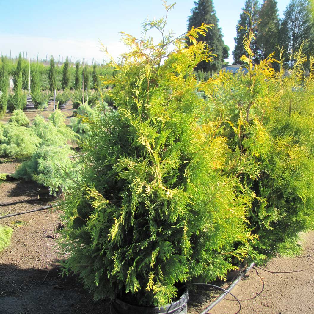 Yellow Ribbon Arborvitae Tree - Image 6