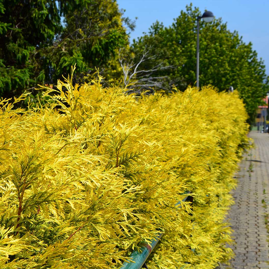 Yellow Ribbon Arborvitae Tree - Image 7