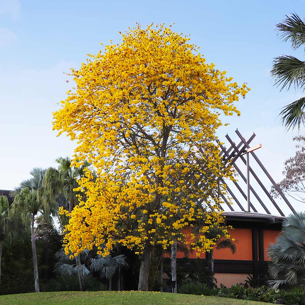 Yellow Trumpet Tree - Image 5