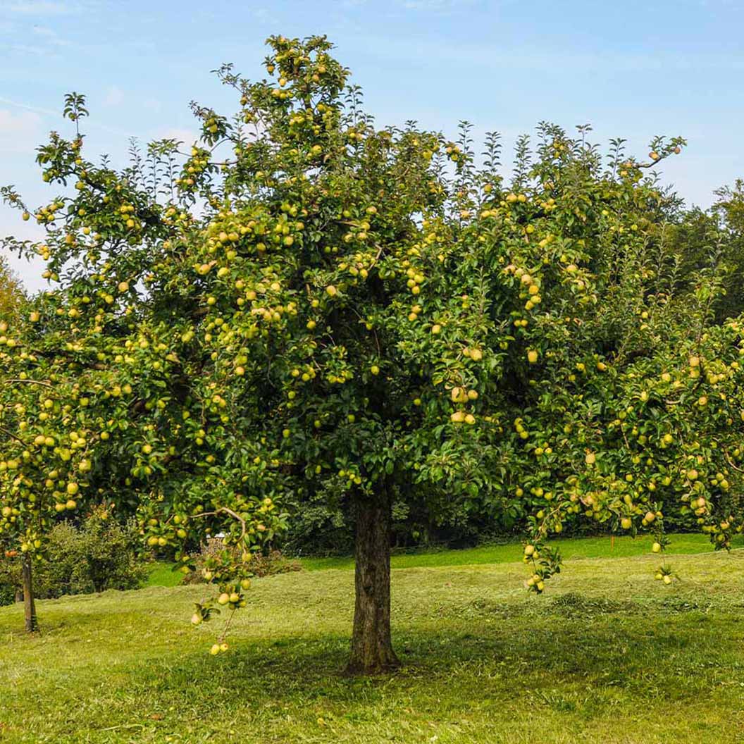 Golden Delicious Apple Tree - Image 3