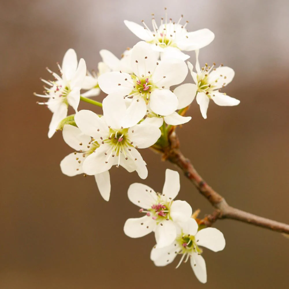Golden Delicious Apple Tree - Image 5