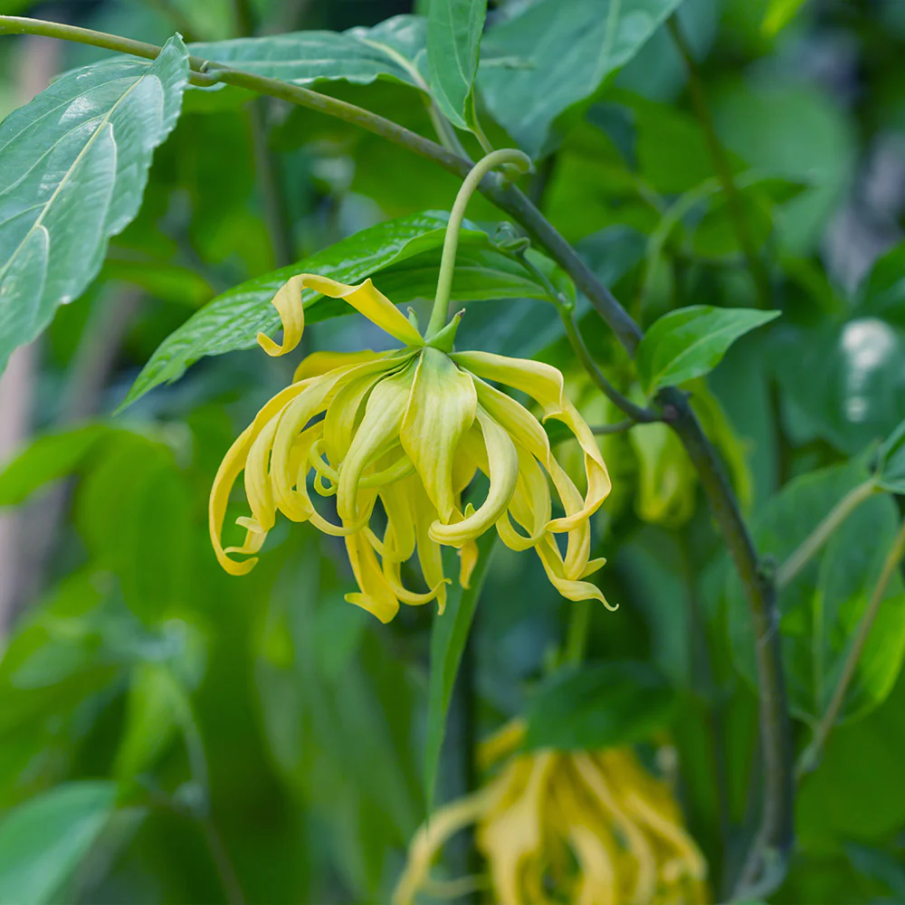 Ylang Ylang Tree - Image 3