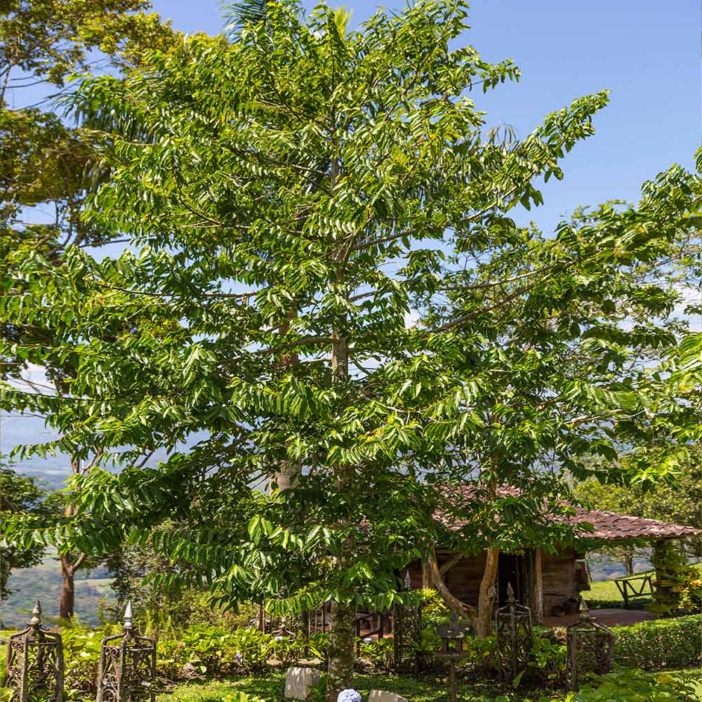 Ylang Ylang Tree - Image 4