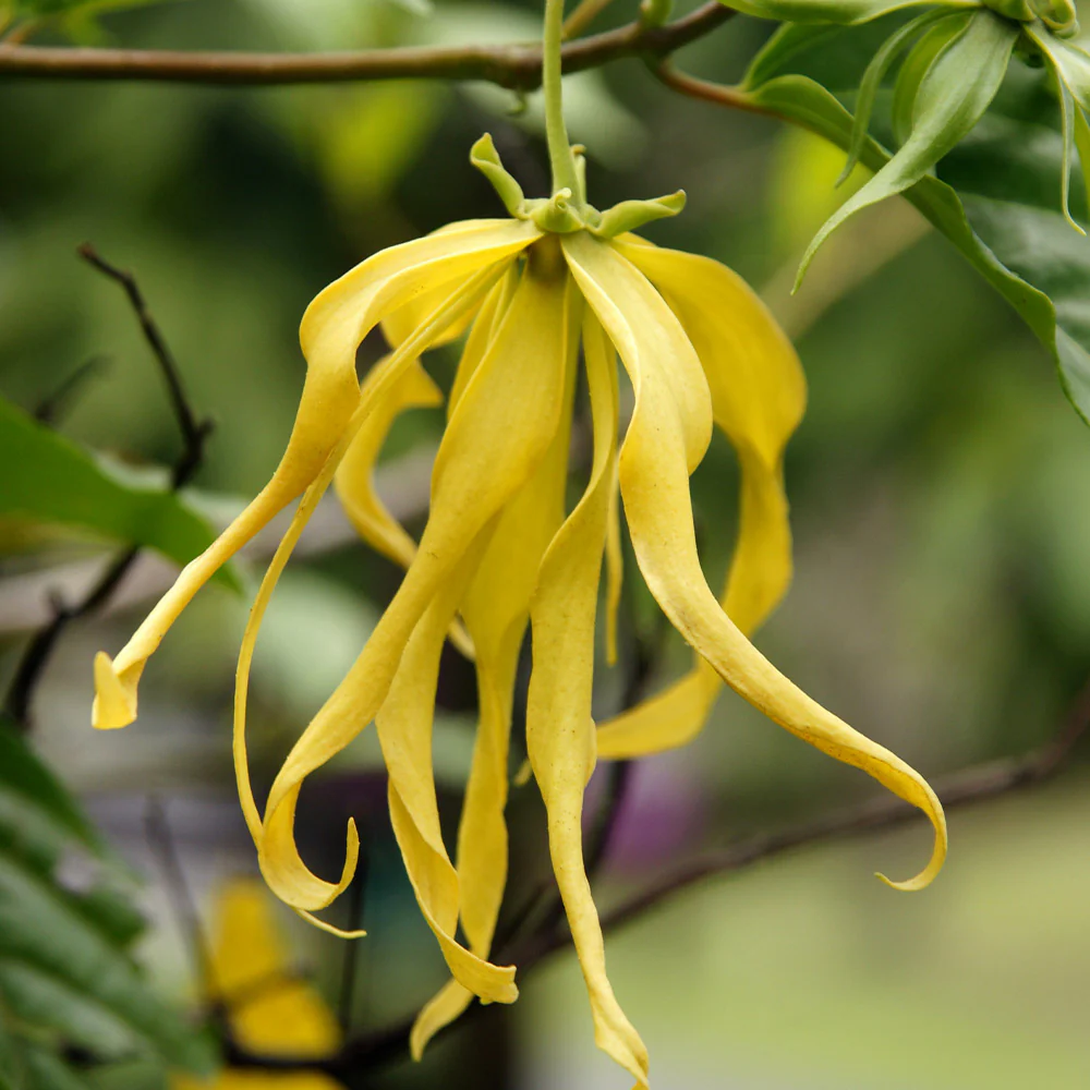 Ylang Ylang Tree - Image 5