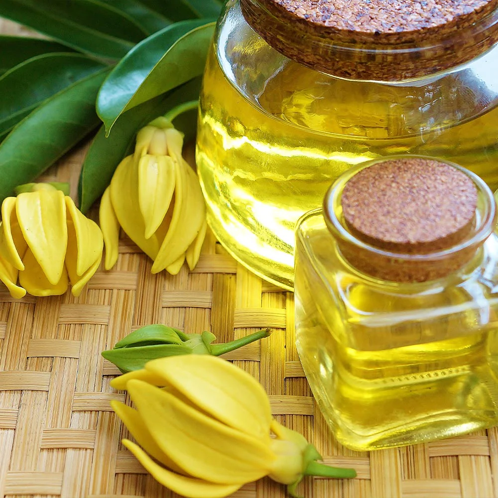 Ylang Ylang Tree - Image 6