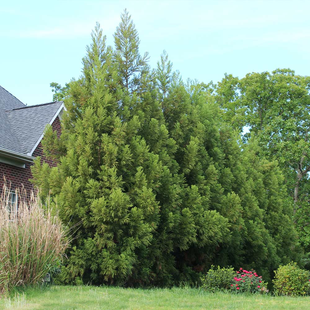 Yoshino Japanese Cedar Tree - Image 2