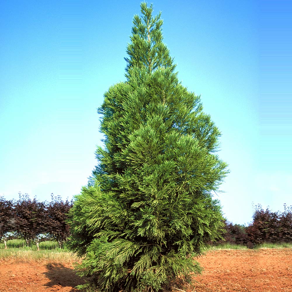 Yoshino Japanese Cedar Tree - Image 3