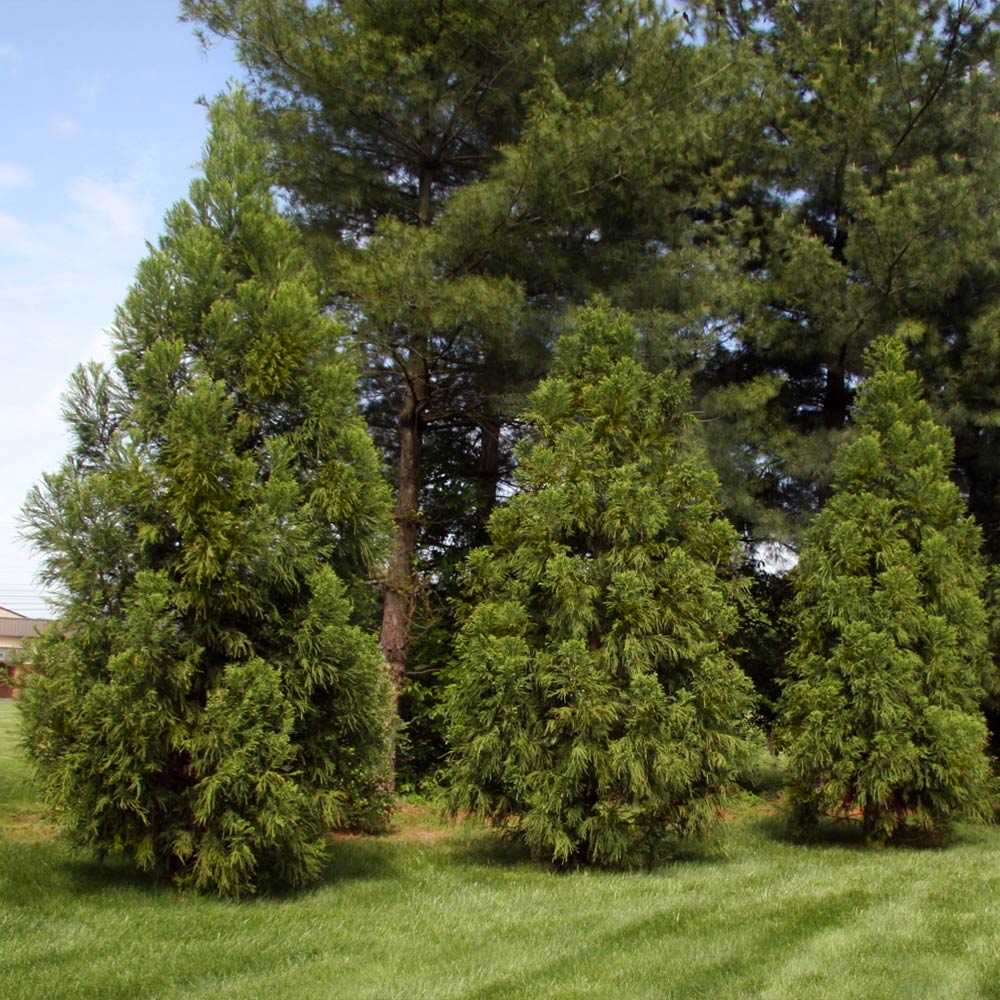Yoshino Japanese Cedar Tree - Image 4