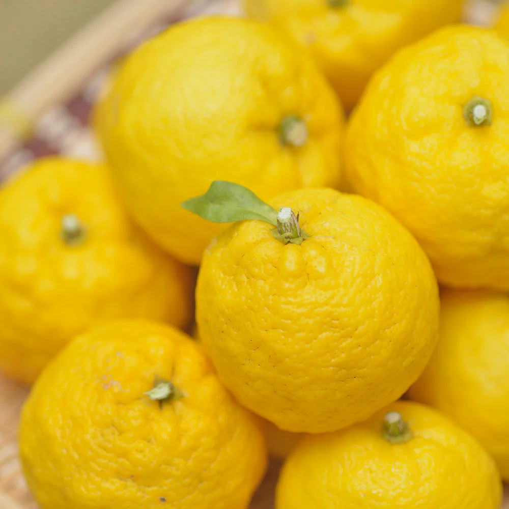 Yuzu Tree - Image 4