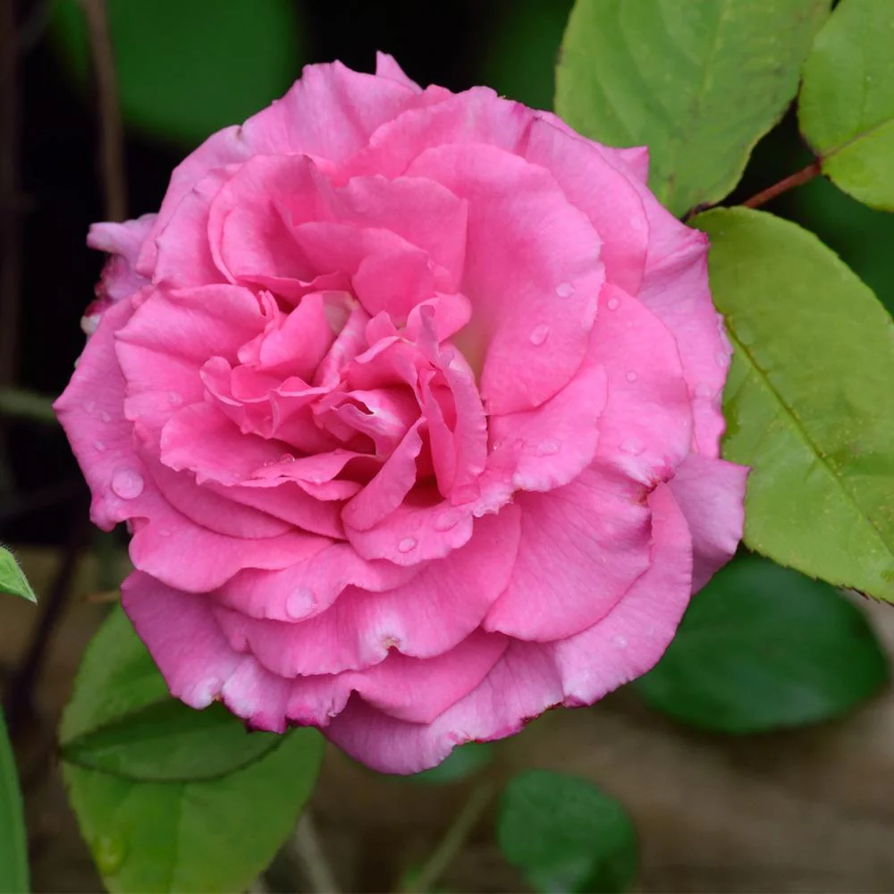 Zephirine Drouhin Climbing Rose Shrub - Image 3