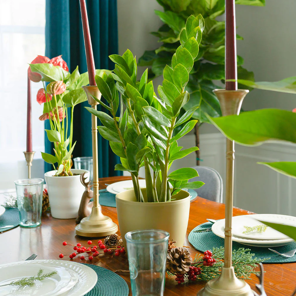 ZZ Plant - Image 3