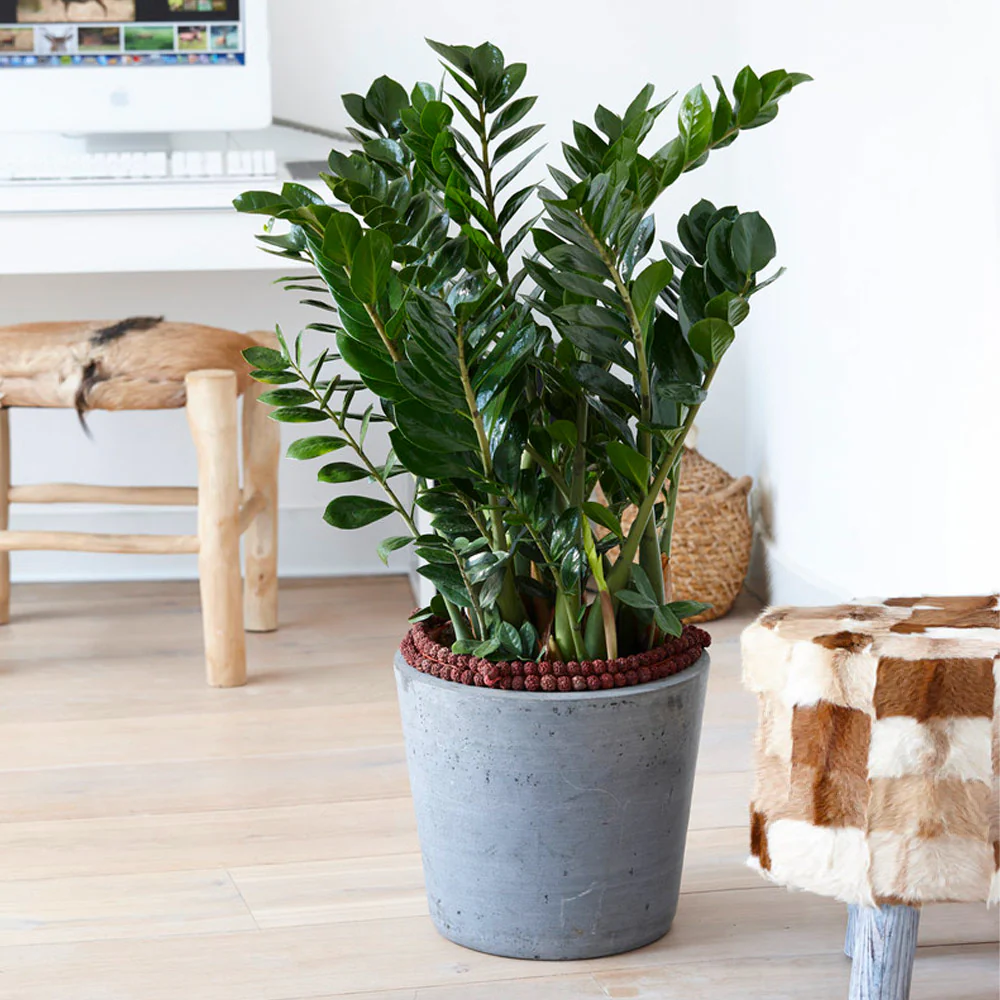 ZZ Plant - Image 4