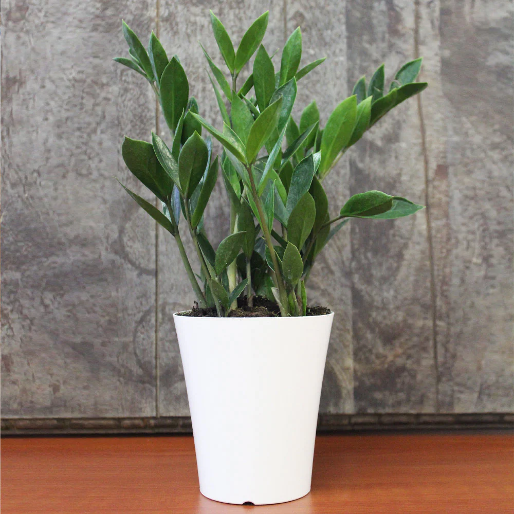 ZZ Plant - Image 5