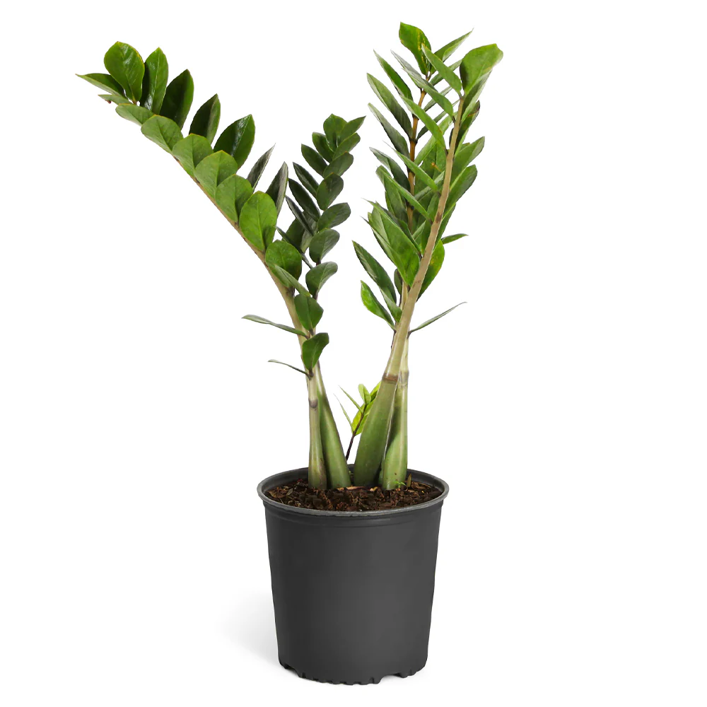 ZZ Plant - Image 6