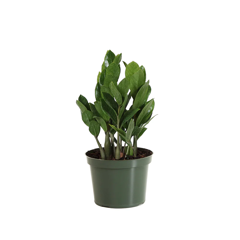 ZZ Plant - Image 7